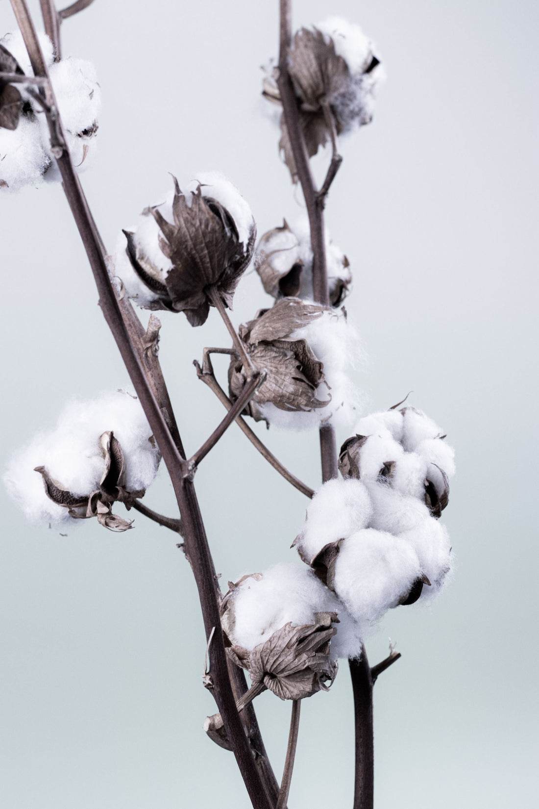 Close-up of raw cotton bolls on the plant